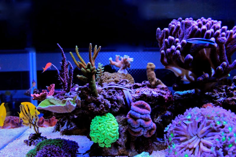 CFL vs LED: Which Is Better for Aquariums?