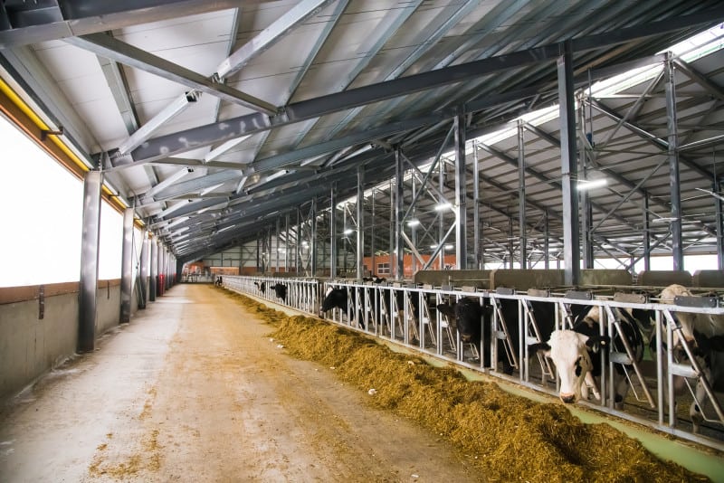 CFL vs LED: Which Is Better for Dairy Farming?