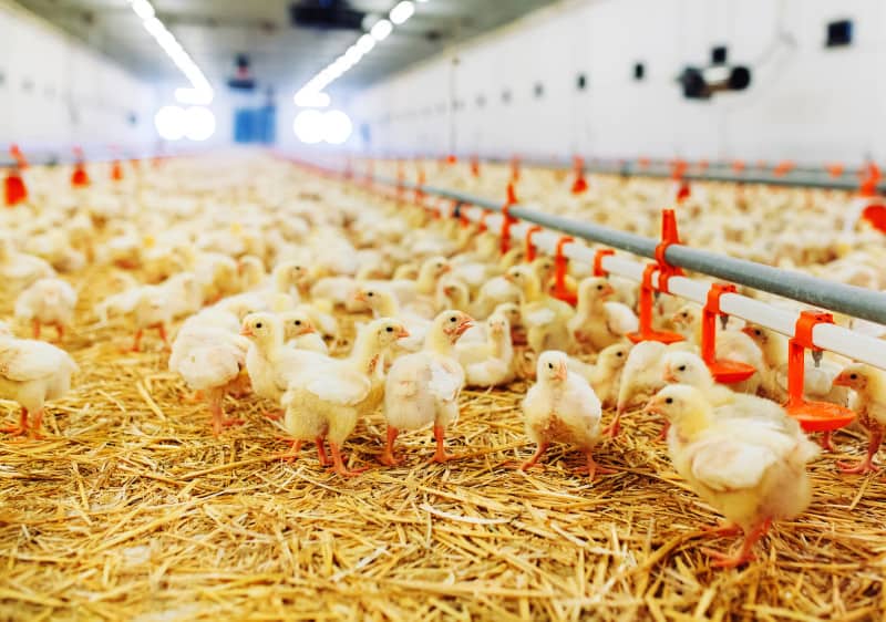 CFL vs LED: Which Is Better for Poultry Farming?