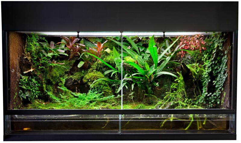CFL vs LED: Which Is Better for Reptile Habitats?